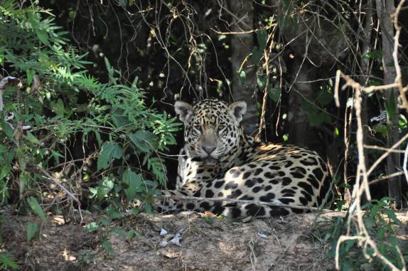 Uma magnífica onça nos observa enquanto navegamos no rio Cuiabá, região de Porto Jofre, no final da rodovia Transpantaneira, no Pantanal Norte, no Mato Grosso